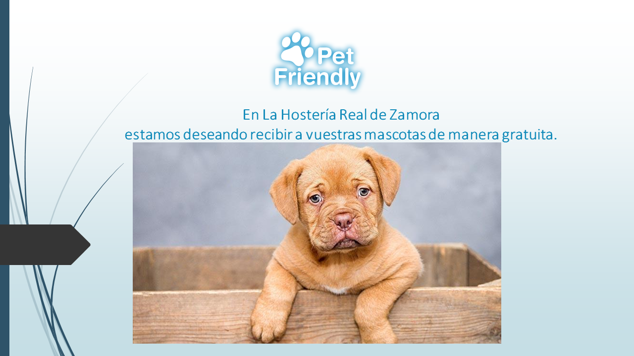 Oferta Petfriendly